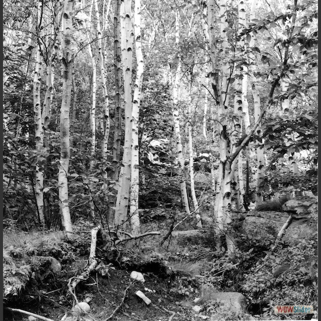 Maine Birtch trees ground (2)